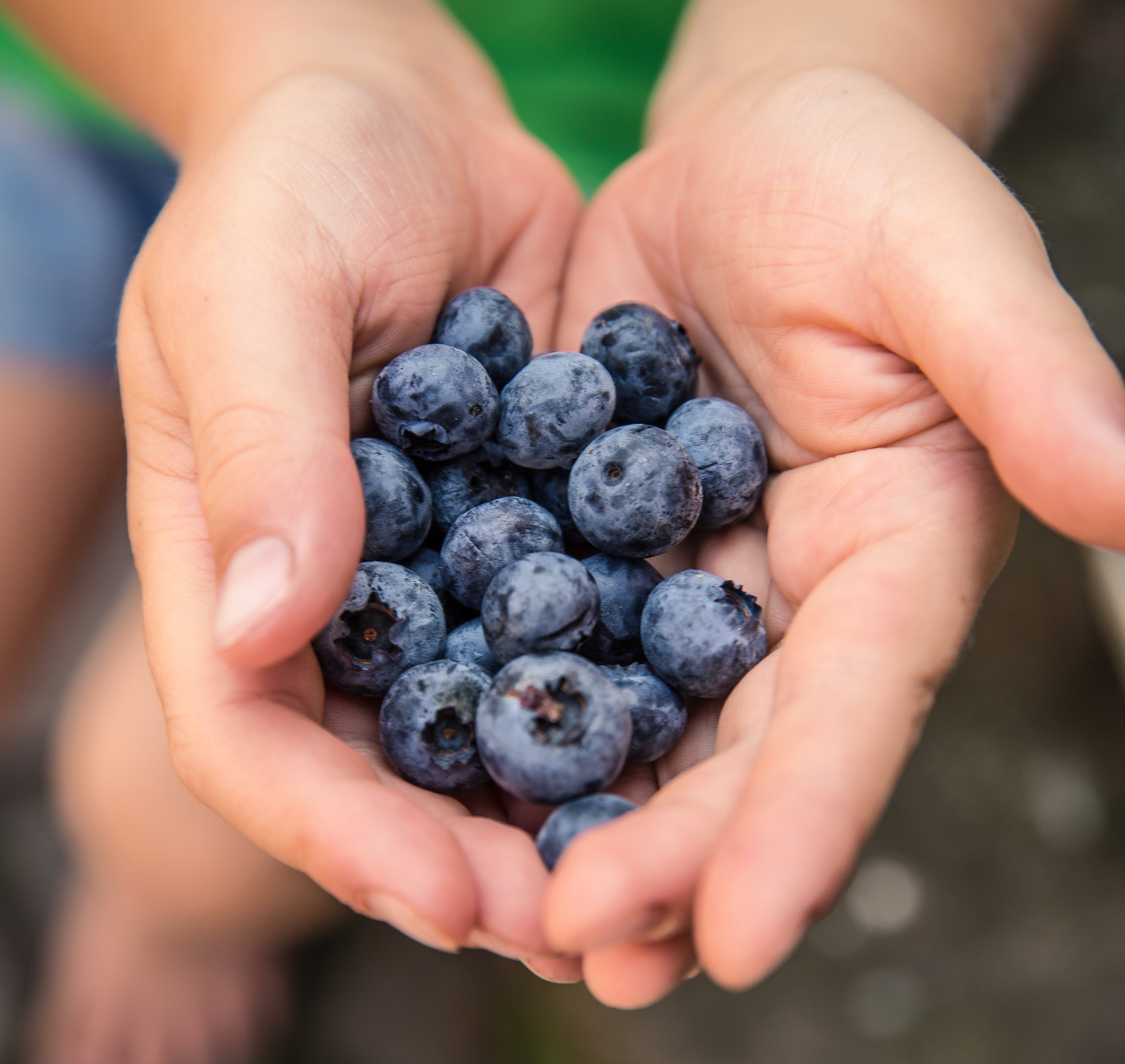 Blueberries in childs hands 